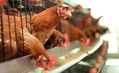 美国首次在家禽中爆发H5N9型禽流感|界面新闻 · 快讯